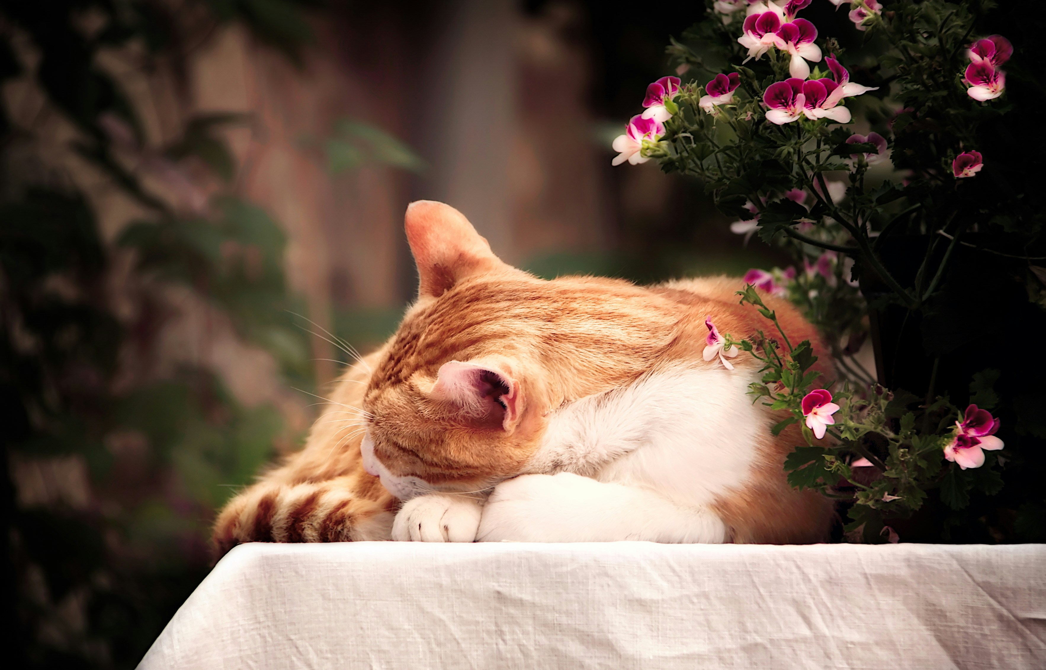 Sleep and wellness guidance